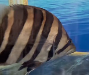 ikan hias indonesia, tiger fish indonesia