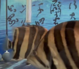 Siamese Tiger Fish: Export Quality, Reliable Supply