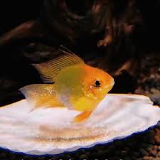 Golden Holland Ramirezi: The Peaceful Jewel of Your Aquarium