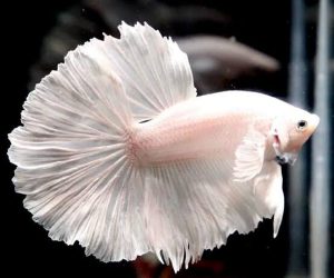 Aquatic Indonesia's Ornamental Fish Biodiversity_3