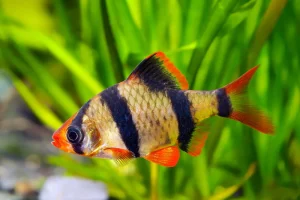 Tiger Barb, tiger pattern fish in aquarium
