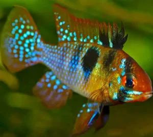 German Blue Ram (Mikrogeophagus ramirezi), ornamental fish around the world