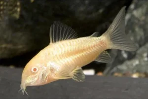 Albino Corydoras (Corydoras aeneus), golden white aquarium fish