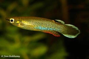 Killifish (Aplocheilus panchax) of Indonesia