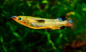 Celebes Halfbeak (Nomorhamphus liemi)