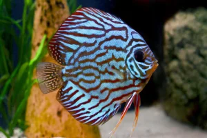 Discus (Symphysodon spp.), aquarium fish, freshwater pattern fish