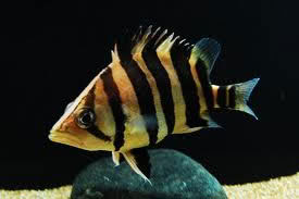 Top 10 Ornamental Fish to Import in 2025