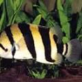 Tiger Fish (Datnioides microlepis), tropical fish of Indonesia
