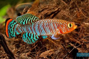 Killifish (Nothobranchius spp. and others), colourful pattern aquarium ornamental fish
