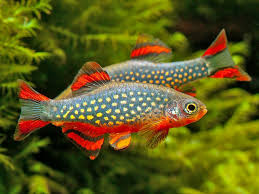 Celestial Pearl Danio (Danio margaritatus), ornamental fish beautiful