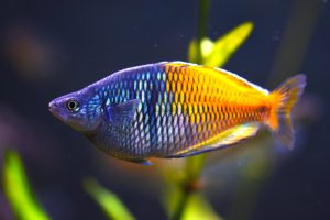 Rainbow fish Indonesia