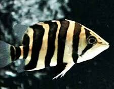 Borneo Tiger Fish Datz (Datnioides pulcher), freshwater ornamental fish from Indonesia