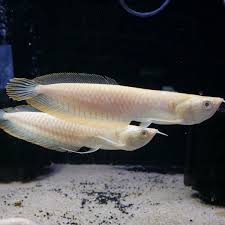 Silver White Arowana, Asian Arowana, Indonesia Arowana