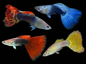 Guppy fish (Poecilia reticulata), beautiful colourful small aquarium fish