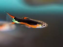 Aquatic Indonesia's Ornamental Fish Biodiversity