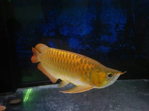 Asian Arowana (Scleropages formosus – Certified Farms)