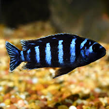Aquatic Indonesia: Explore Rich Biodiversity Ornamental Fish