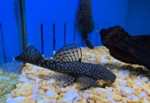 Bristlenose Pleco (Ancistrus sp.), unique aquarium fish 