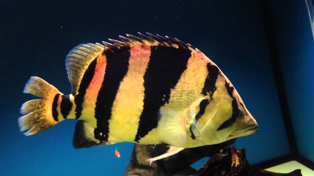 Tiger Fish Indonesia: Unveiling the Jewel