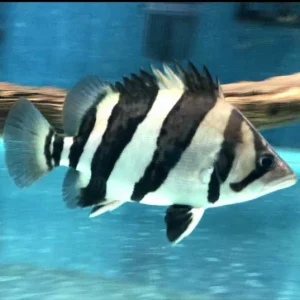 Tropical Fish Exporter Indonesia: Top 10 Species in Demand