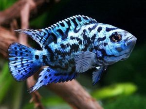 Blue Jack Dempsey Indonesia: Bold Color, Balanced Temperament, Excellent Survival