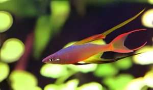 Celebes Halfbeak (Nomorhamphus liemi)