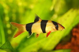 Clown loach, botia, tiger pattern fish