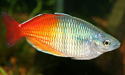 Boesemani Rainbow fish (Melanotaenia boesemani)