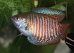 Gourami (Trichopodus & Trichogaster spp.), ornamental fish Indonesia