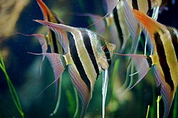 Angelfish (Pterophyllum scalare), tiger pattern fish