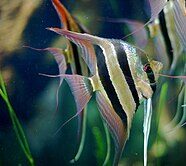 Angelfish (Pterophyllum scalare), triangle tiger pattern fish