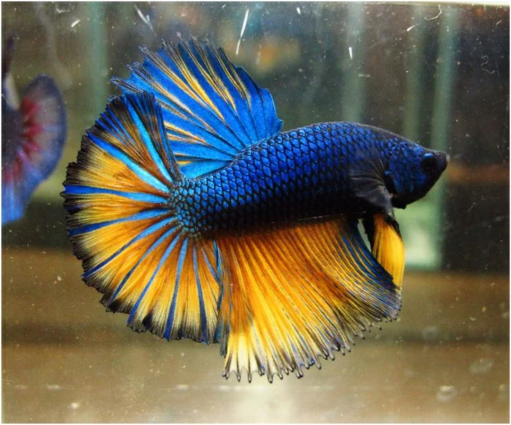 Betta Splendens: Indonesia’s Fighting Fish with a Global Reputation