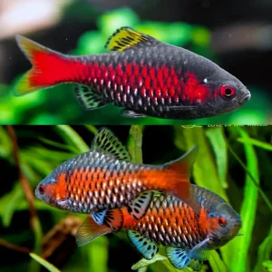 Odessa Barb: The Sparkling Rainbow In The Freshwater World