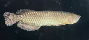 arowana jardini, jardini arowana