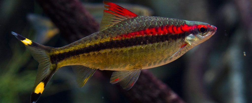 Denison Barb: The Red-Finned Beauty from Sumatra’s Waters