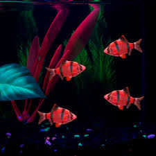 red tiger barb