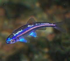 rainbow shiner fish, neon tetra alike