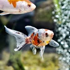 Shubunkin goldfish