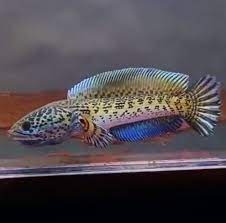 Channa Auranti Indonesia: Color and Pattern Trends in 2025