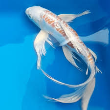 koi fish, koi butterfly, koi white, butterfly koi, ornamental fish
