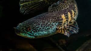 channa auranti, snakehead fish