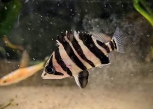 Datnioides Fish Species – Profile, Comparison