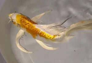 Koi Butterfly: The Future in Global Ornamental Fish Markets