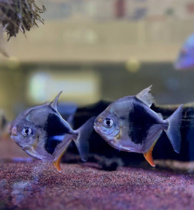 blackberry silver dollar fish