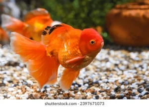 Oranda Goldfish Indonesia Gaining Global Attention