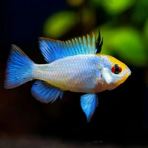 electric blue ram cichlid, ornamental fish, tropical freshwater fish