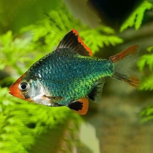 moss green tiger barb slayer, green color ornamental fish