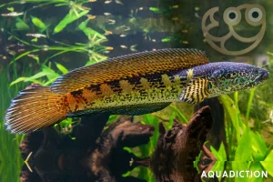 channa auranti vivid orange spotted pattern