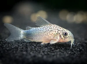 Corydoras Similis Indonesia: Reliable, Healthy, Export-Ready