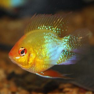 golden ram balloon